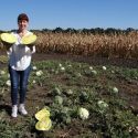 Северная бахча: арбузы селекции ВИР созрели на Кубанской и Полярной опытных станциях