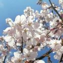 Крымск: персики – в цвету