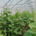 В Крымском филиале ВИР готовы 3 раза в год получать урожай огурца