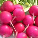 Разнообразие редиса и редьки: выделены самые скороспелые и высокоурожайные сорта