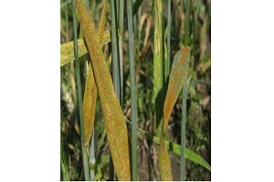 Исследование: 26 образцов мягкой пшеницы устойчивы к бурой ржавчине в разных регионов России