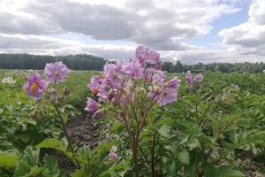 «Укрощение строптивых»: новый документальный фильм о судьбе селекционера, аспирантки ВИР Нины Лебедевой