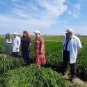 СМИ: Дагестанская опытная станция ВИР  – в центре создания пилотной зоны семеноводства овощных культур в России