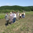 На Дальневосточной опытной станции ВИР продолжится  углубленное изучение дикого винограда и овощных культур