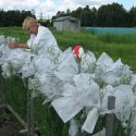 Российско-словацкие исследования облегчат селекцию  льна