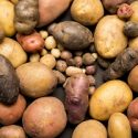 “Пирамида” генов устойчивости: учёные продолжают бороться с  фитофторозом картофеля