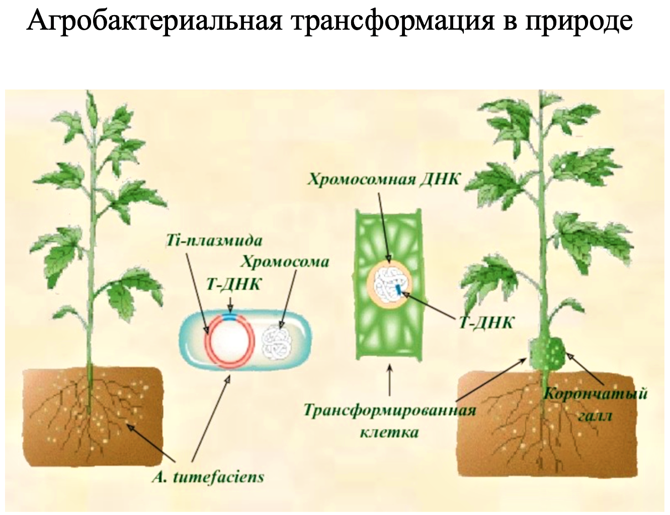 Трансформация средств. Агробактериальной трансформации растений. Методы трансформации растений. Метод агробактериальной трансформации. Генетическая трансформация растений.