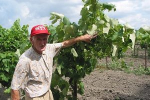 ВИРовец Василий Носульчак: более 60 лет на службе винограду