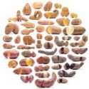ВИР имени Н.И. Вавилова – в Global Strategy For The Conservation Of Potato