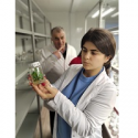 Дагестанская опытная станция ВИР: идет микроклональное размножение автохтонных сортов винограда