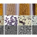 Исследование: ученые научились изменять свойства и размер гранул крахмала в растениях кукурузы с помощью генов Wx, ае и Su